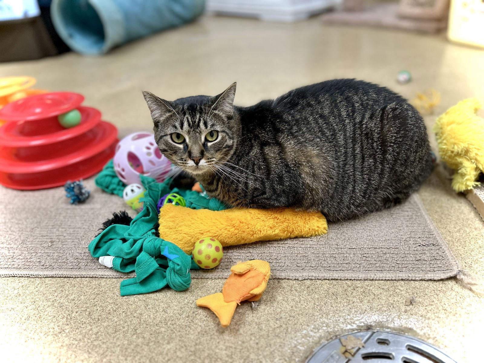 Tiger Lily, Adoptable, Young Female Domestic Short Hair.