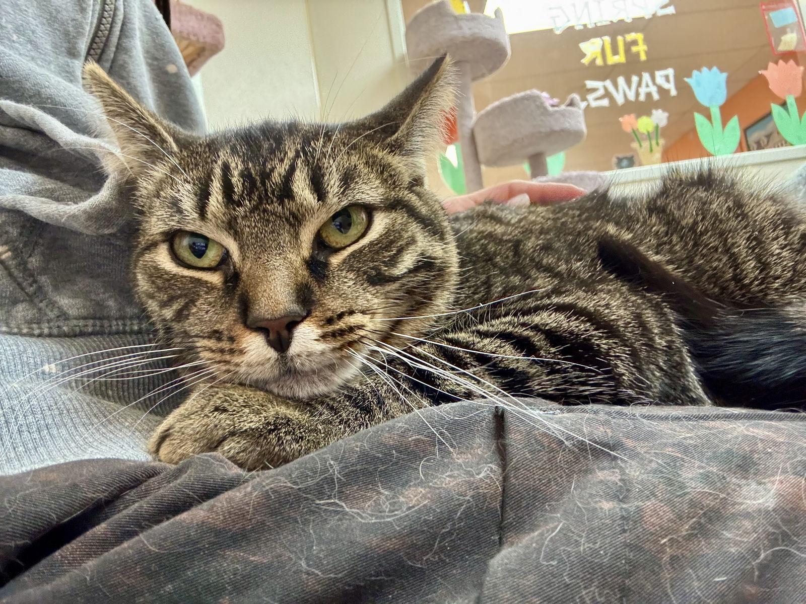 Enlarge Tiger Lily, a Adoptable Domestic Short Hair in Brick, NJ image 2/3