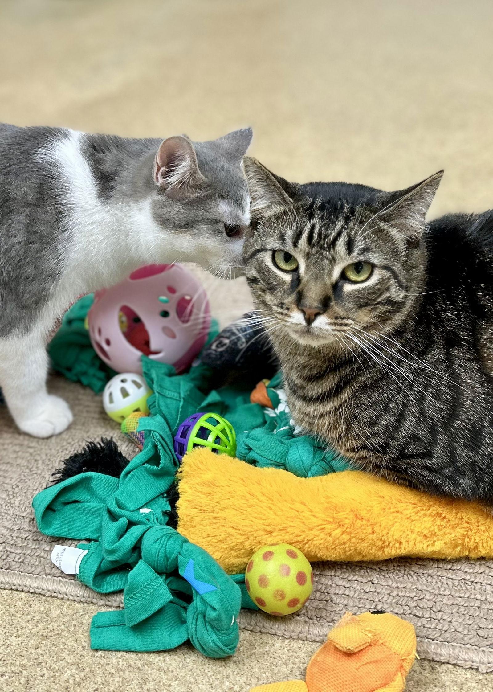 Enlarge Tiger Lily, a Adoptable Domestic Short Hair in Brick, NJ image 3/3