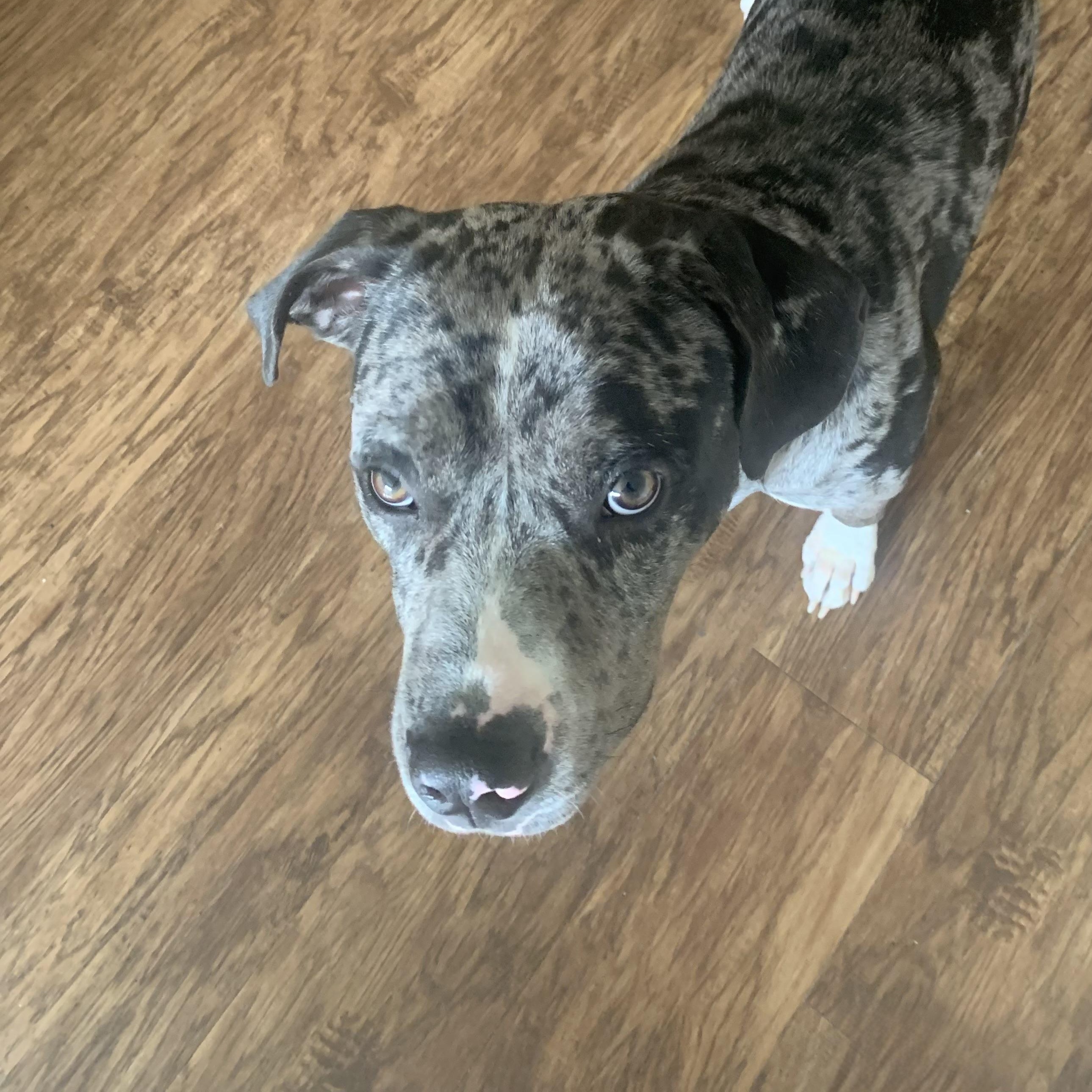 Blue, an adoptable Catahoula Leopard Dog in Calumet, MI, 49913 | Photo Image 5