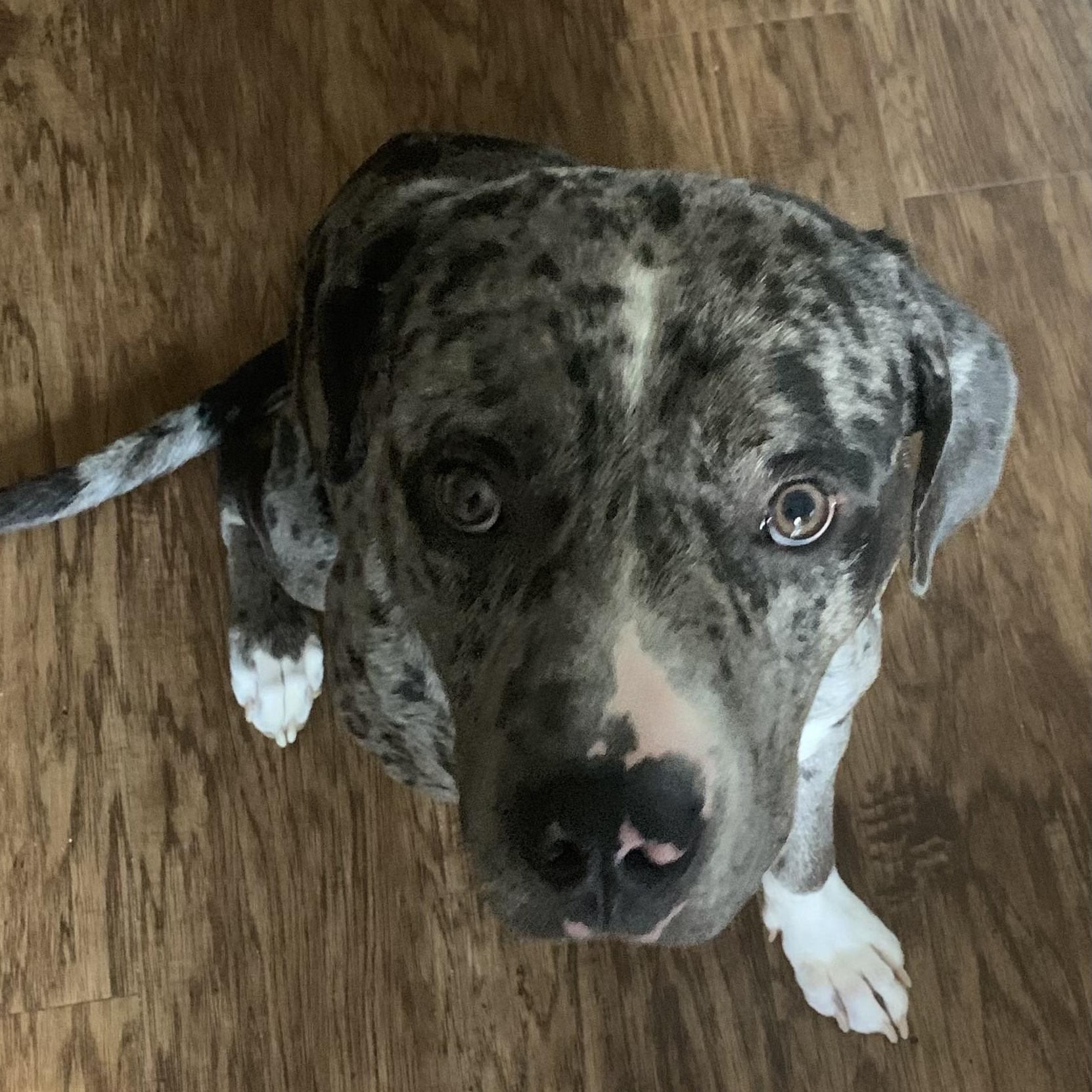 Blue, an adoptable Catahoula Leopard Dog in Calumet, MI, 49913 | Photo Image 4