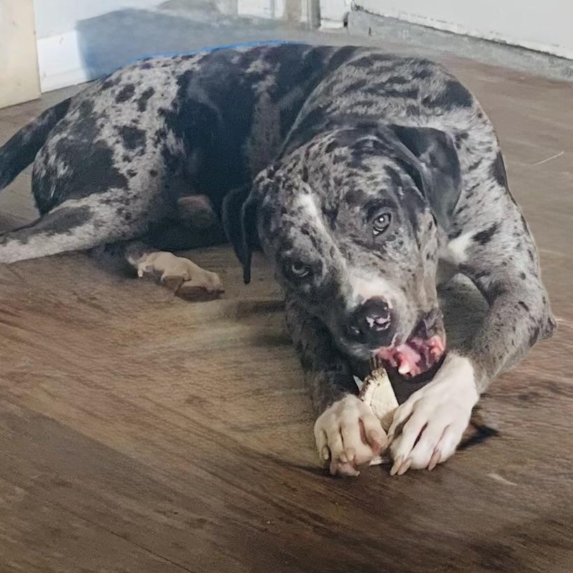 Blue, an adoptable Catahoula Leopard Dog in Calumet, MI, 49913 | Photo Image 2