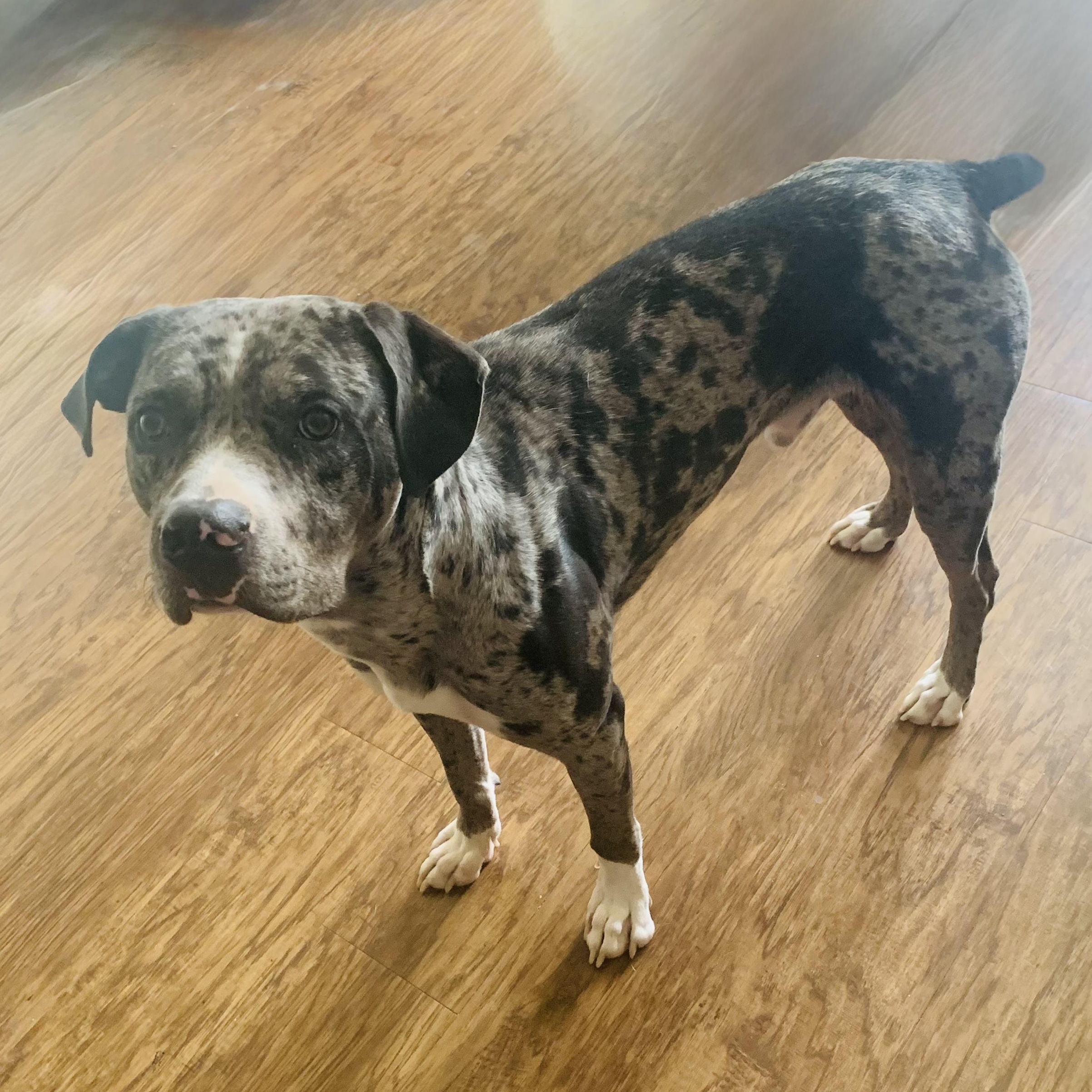 Blue, an adoptable Catahoula Leopard Dog in Calumet, MI, 49913 | Photo Image 3