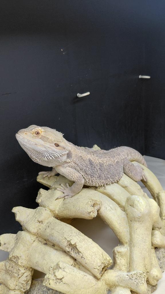 Dragon, Adoptable, Young Male Bearded Dragon.