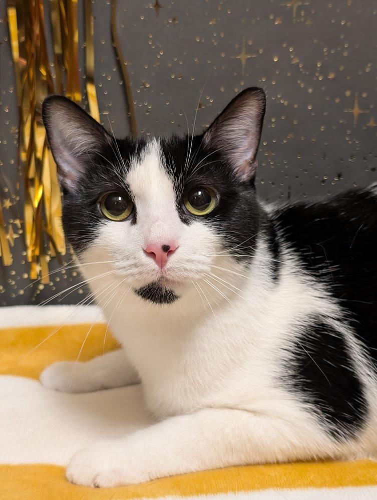 Frex, Adoptable, Young Male Domestic Short Hair.