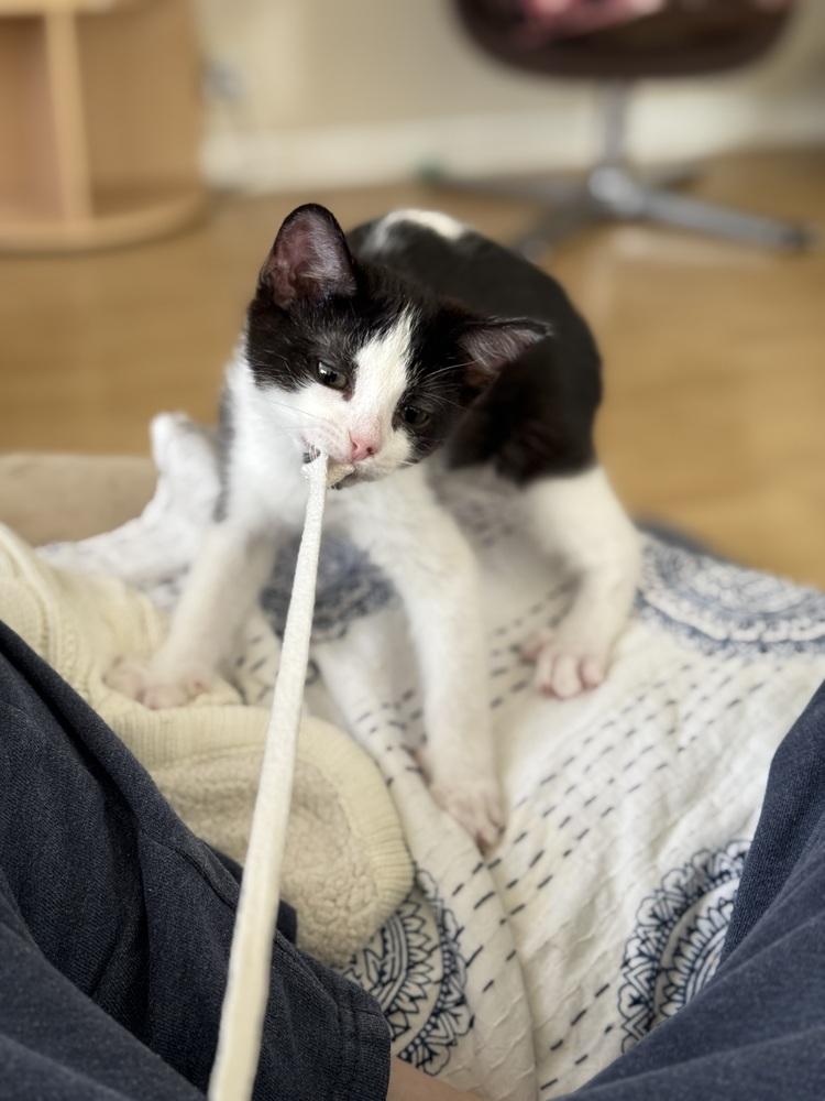 Frex, Adoptable, Young Male Domestic Short Hair.