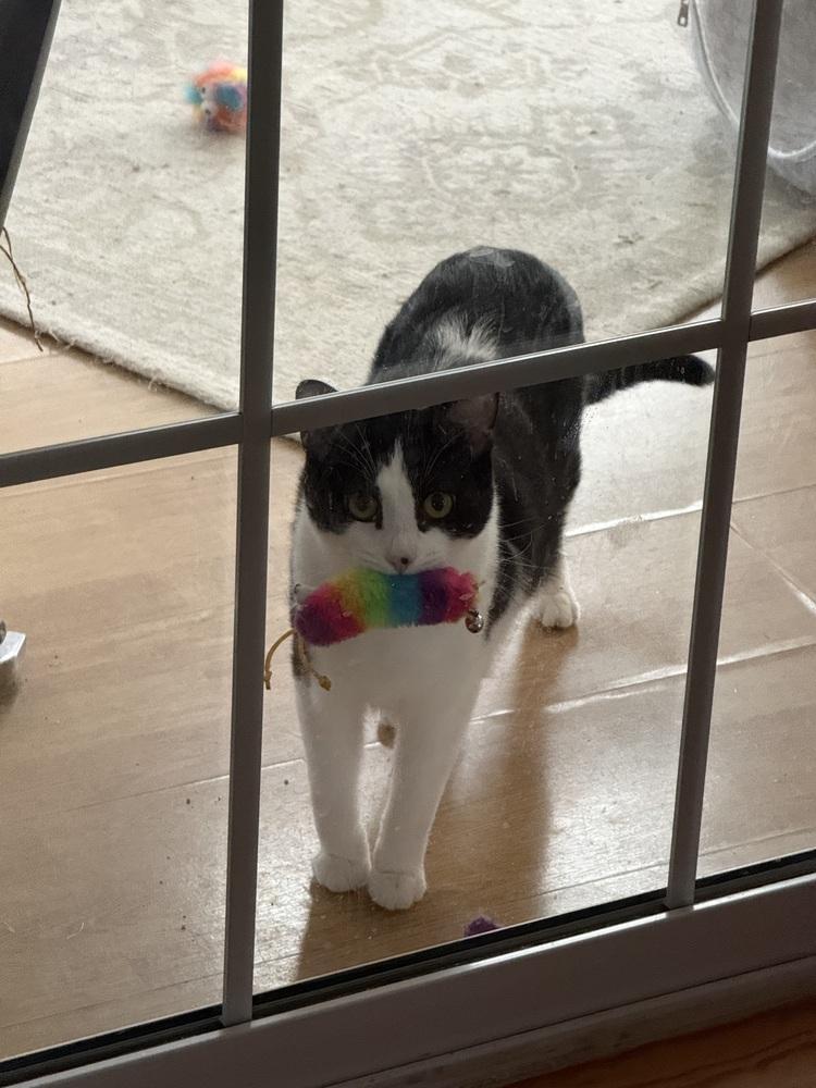 Enlarge Frex, a Adoptable mixed breed in Greensboro, NC image 3/6