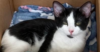 Frex, Adoptable, Young Male Domestic Short Hair.