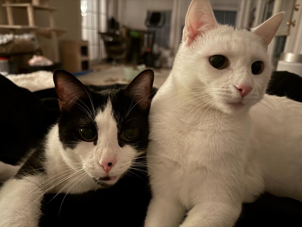 Enlarge Frex, a Adoptable mixed breed in Greensboro, NC image 5/6