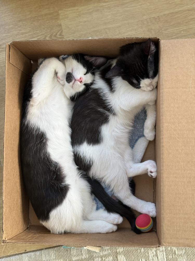 Enlarge Frex, a Adoptable mixed breed in Greensboro, NC image 3/6