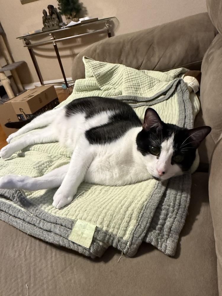 Enlarge Frex, a Adoptable mixed breed in Greensboro, NC image 5/6