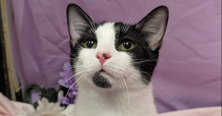 Enlarge Frex, a Adoptable mixed breed in Greensboro, NC image 5/6