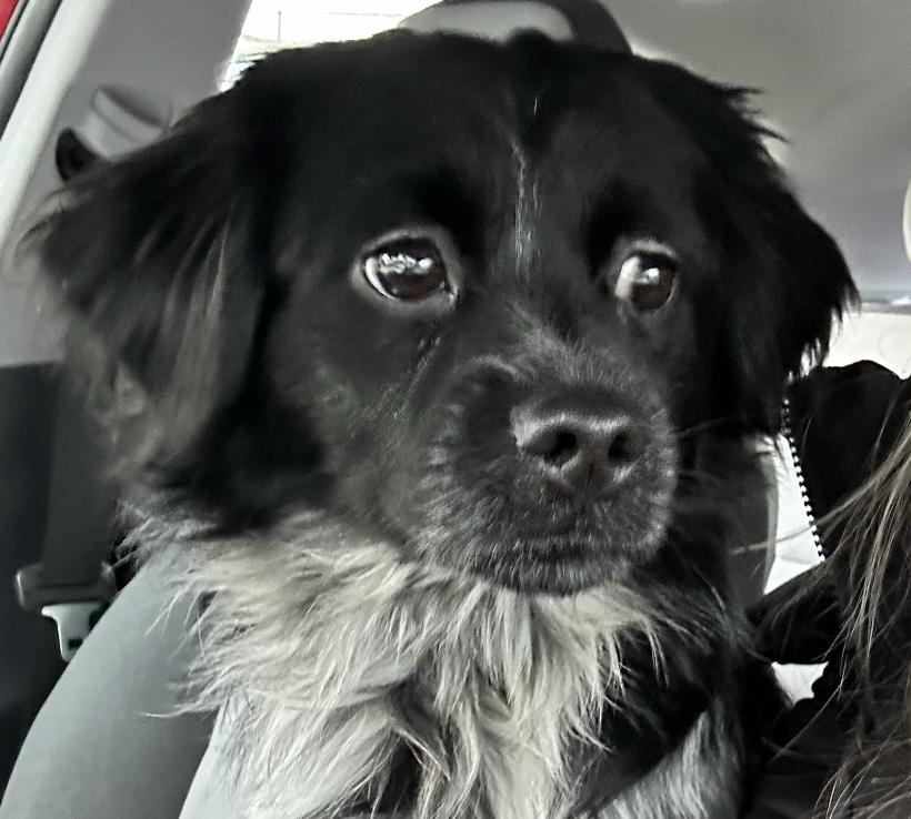 Francois, a Adopted mixed breed in Raleigh, NC image 1/5