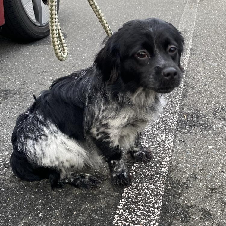 Francois, a Adopted mixed breed in Raleigh, NC image 3/5