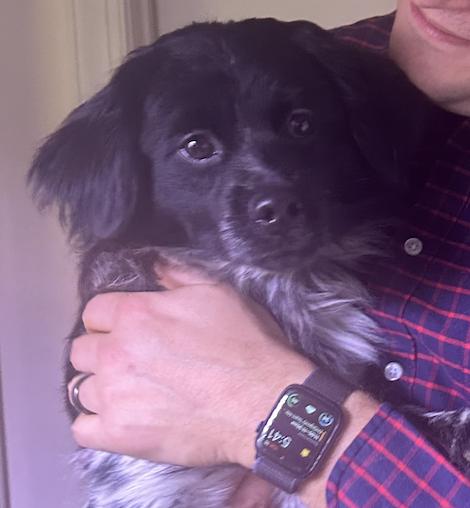 Francois, a Adopted mixed breed in Raleigh, NC image 5/5