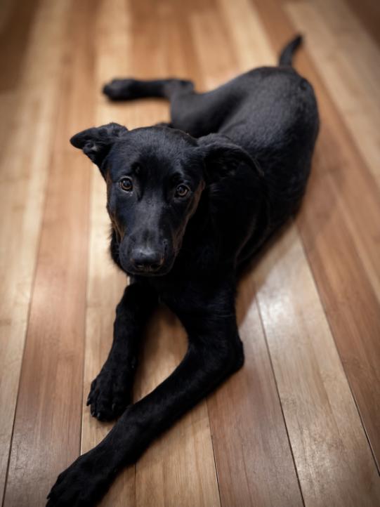 Griffin, Adoptable, Young Male German Shepherd Dog.