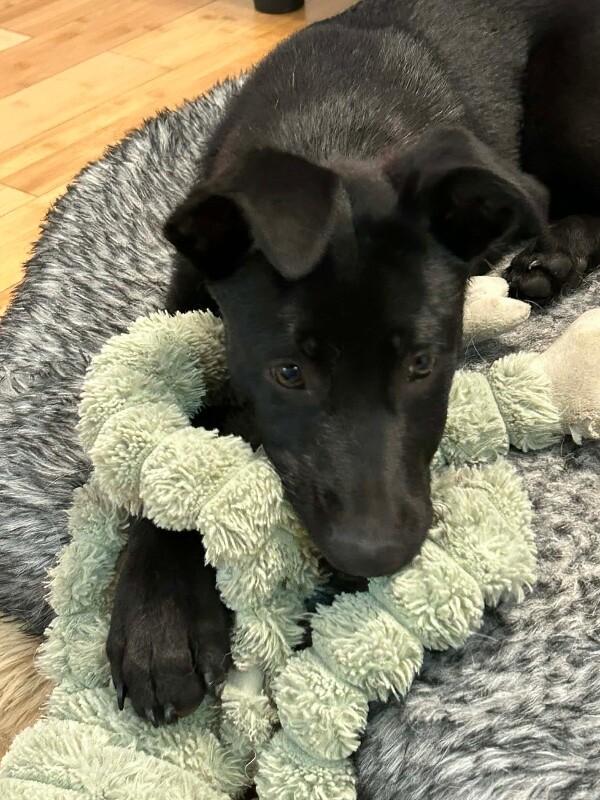 Griffin, a Adoptable mixed breed in Seattle, WA image 2/5