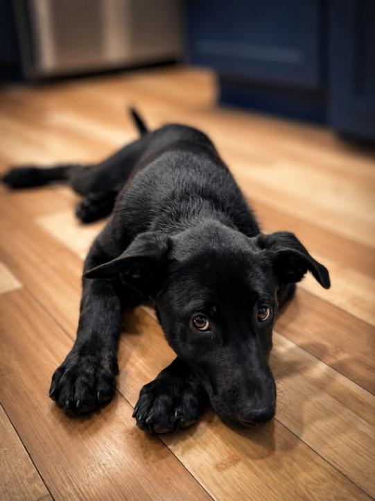 Griffin, a Adoptable mixed breed in Seattle, WA image 4/5