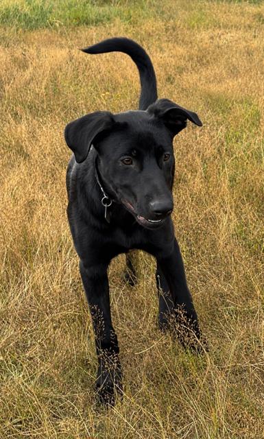 Griffin, a Adoptable mixed breed in Seattle, WA image 3/6