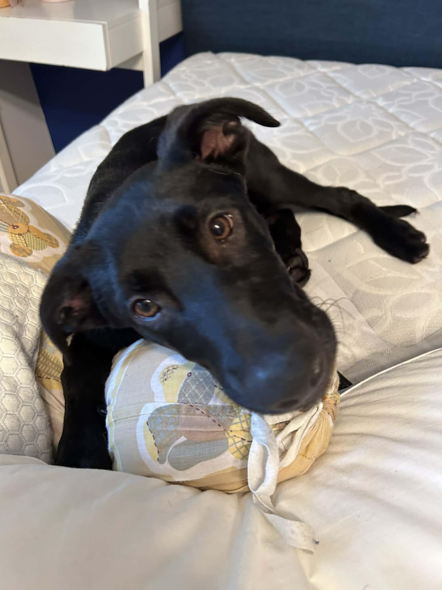 Griffin, a Adoptable mixed breed in Seattle, WA image 5/6