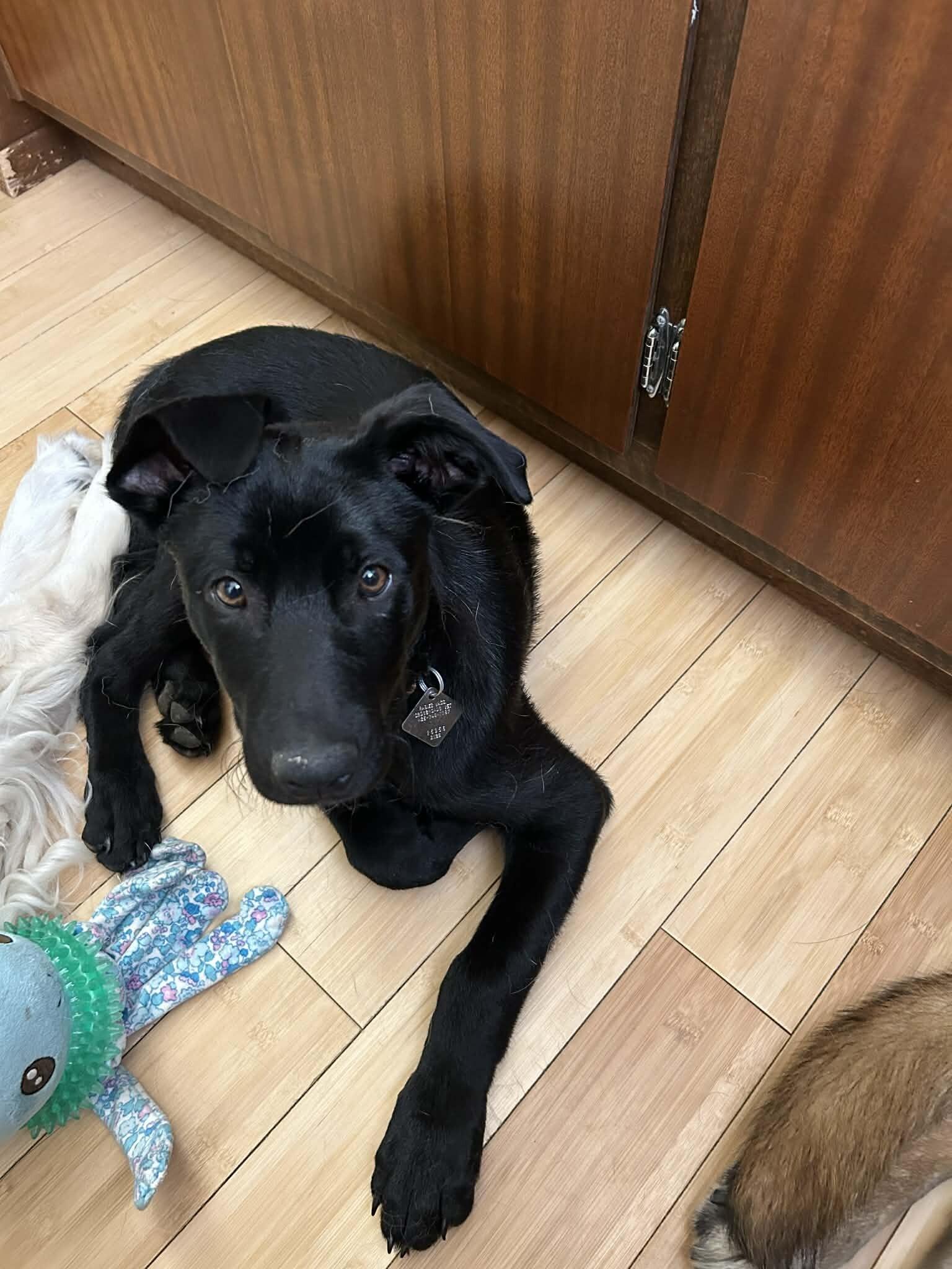 Griffin, a Adoptable mixed breed in Seattle, WA image 5/5