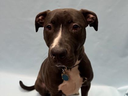 Enlarge Nakia, a Adoptable mixed breed in Woodbury, MN image 1/1