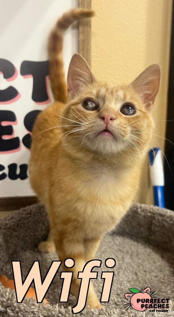 Wifi, Adoptable, Kitten Male Domestic Short Hair.