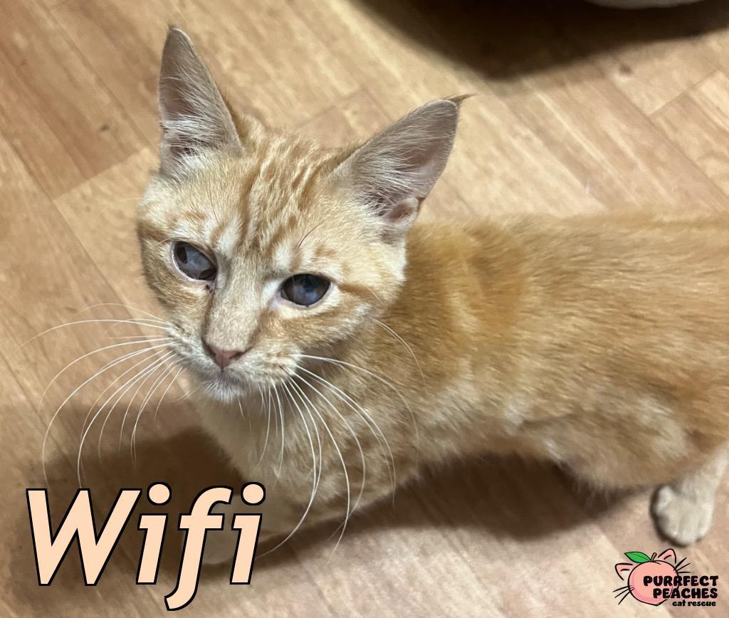 Enlarge Wifi, a Adoptable mixed breed in Douglasville, GA image 3/3