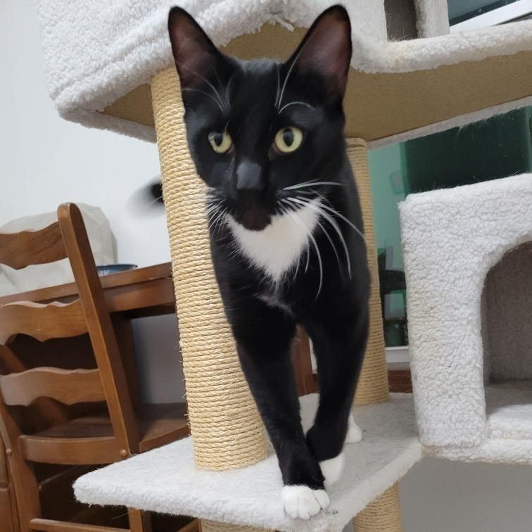 Mr. Boots, Adoptable, Adult Male Domestic Short Hair.