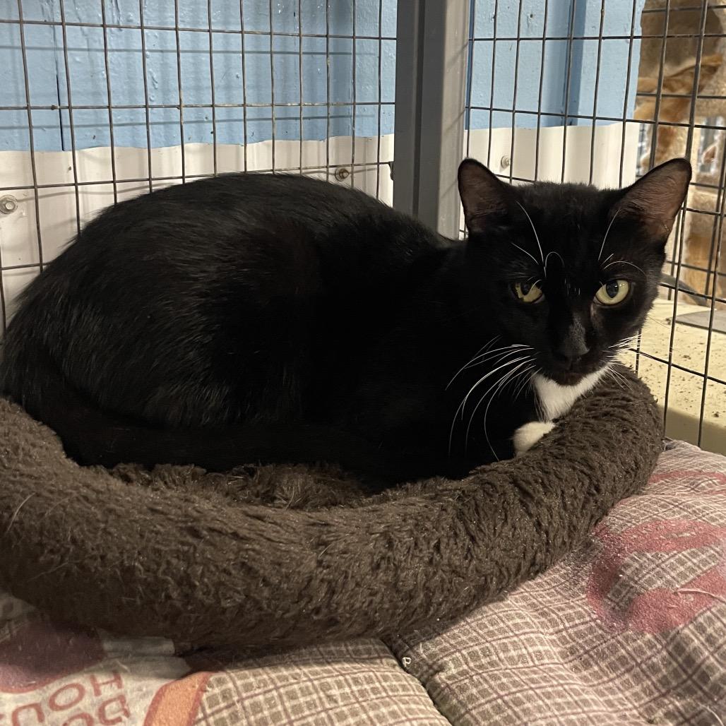 Enlarge Mr. Boots, a Adoptable Domestic Short Hair in Tipton, IA image 2/2