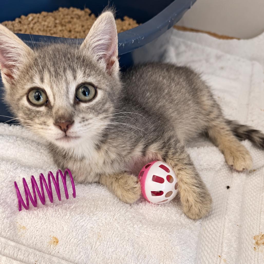 Enlarge Nala, a Adoptable Domestic Short Hair in Seminole, FL image 1/2