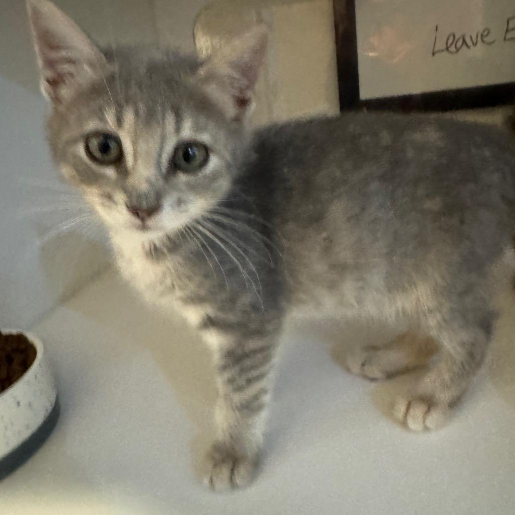 Enlarge Nala, a Adoptable Domestic Short Hair in Seminole, FL image 2/2
