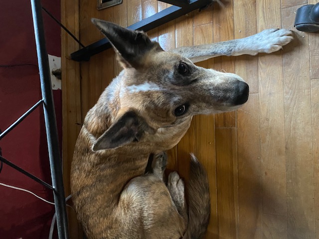Kali, a Adopted Australian Cattle Dog / Blue Heeler in Winnipeg, MB image 1/3
