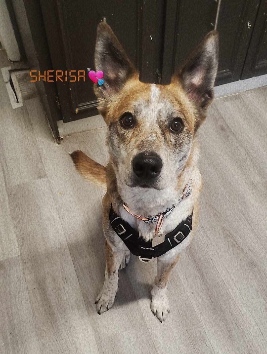 Kali, a Adopted Australian Cattle Dog / Blue Heeler in Winnipeg, MB image 2/3