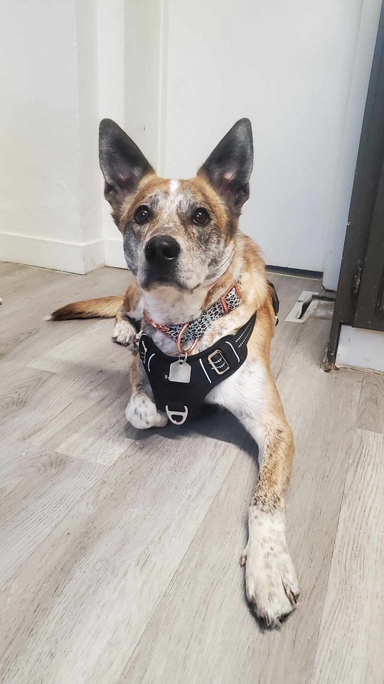 Kali, Adopted, Adult Female Australian Cattle Dog / Blue Heeler.