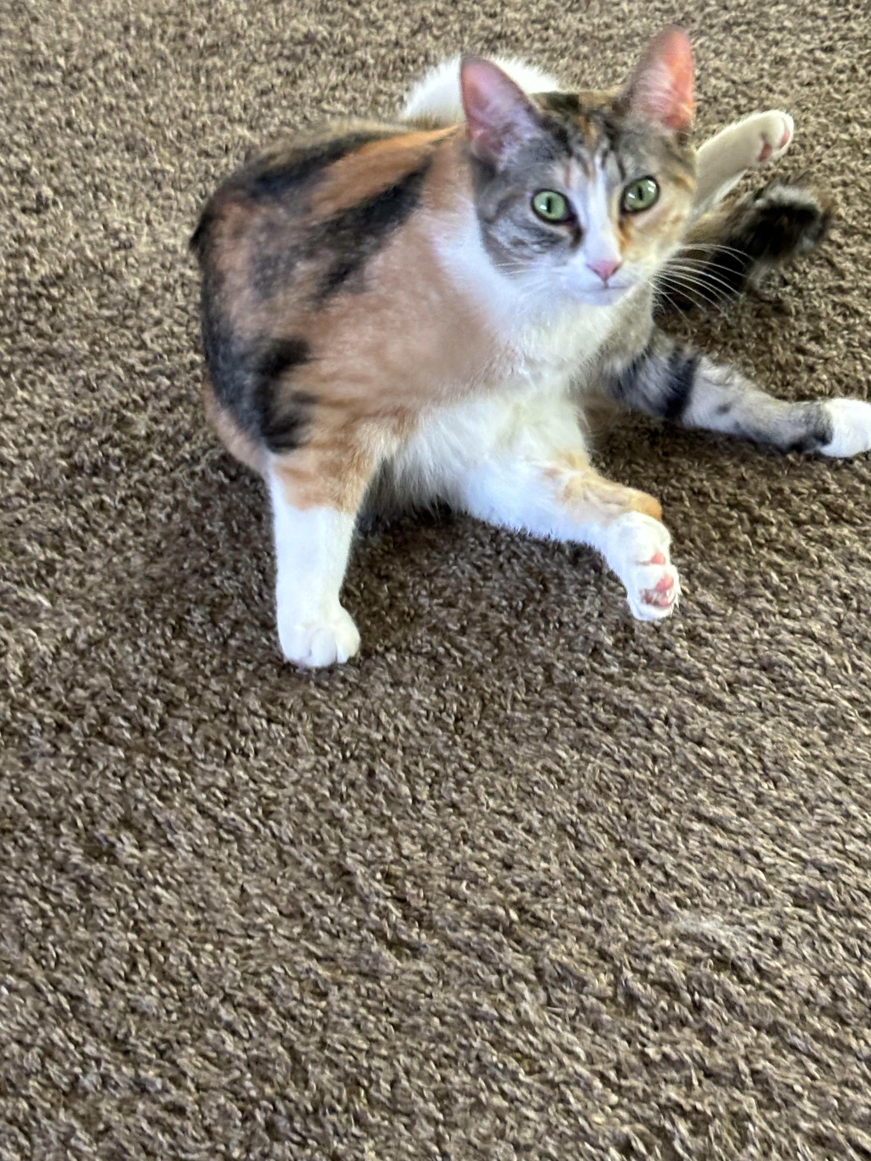 Enlarge Poncho and Cardi, a Adoptable Domestic Medium Hair in Holly, MI image 1/6