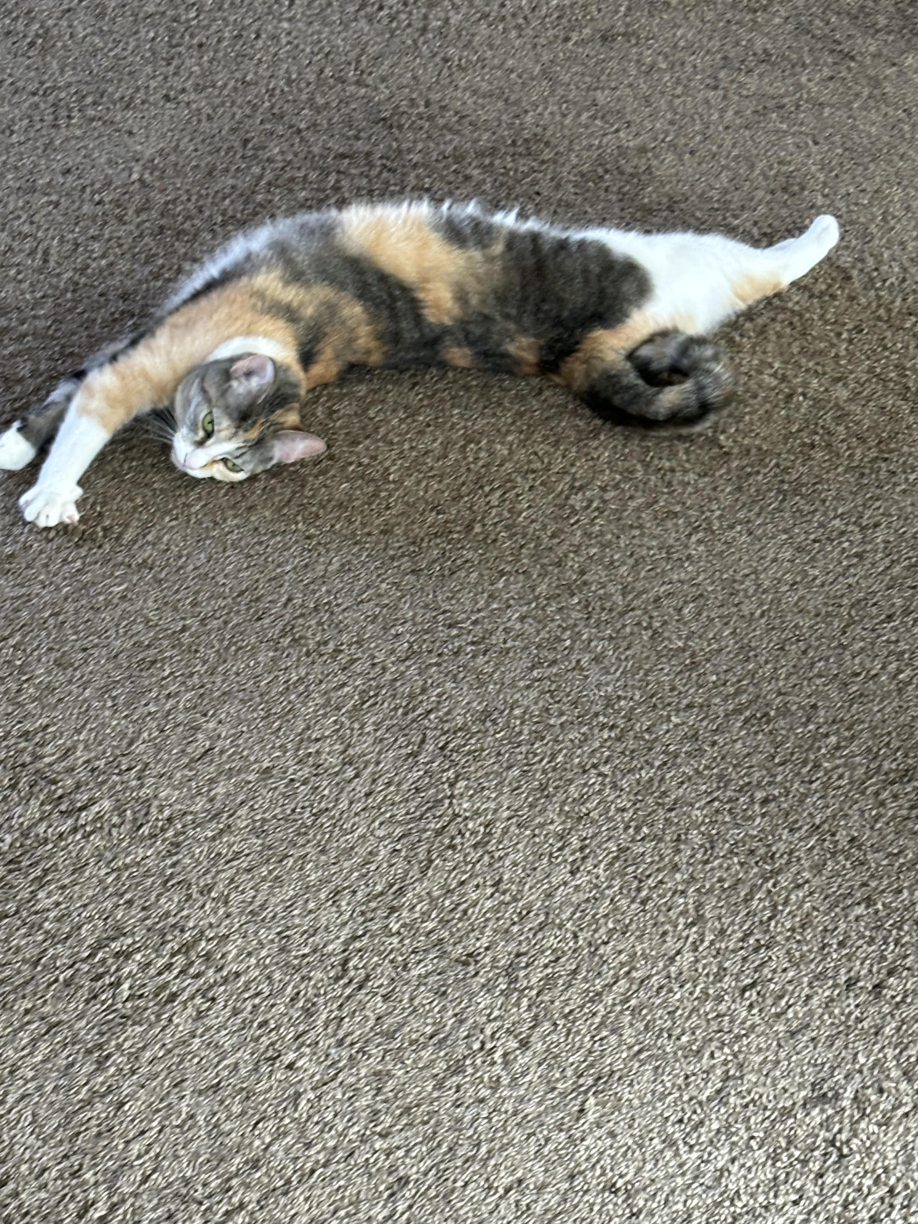 Enlarge Poncho and Cardi, a Adoptable Domestic Medium Hair in Holly, MI image 2/6