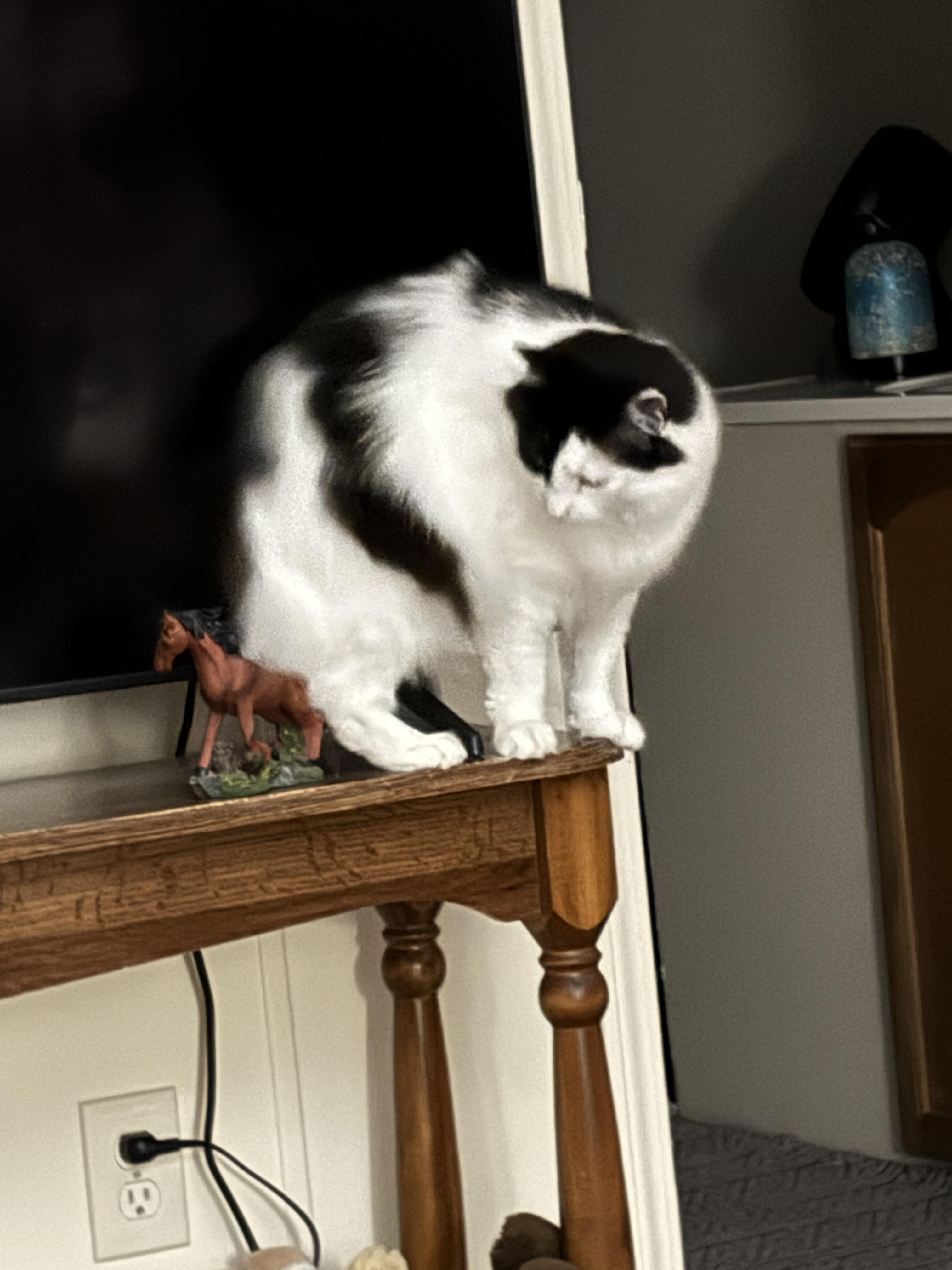 Enlarge Poncho and Cardi, a Adoptable Domestic Medium Hair in Holly, MI image 3/6