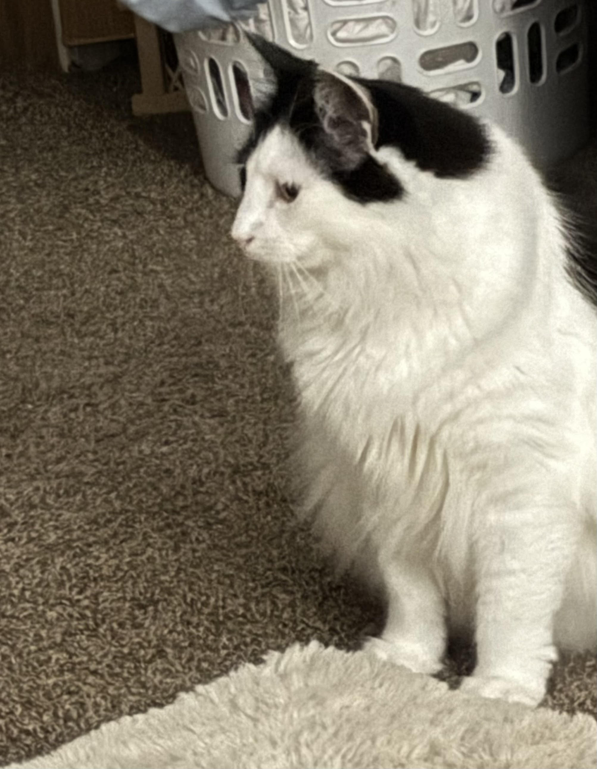 Enlarge Poncho and Cardi, a Adoptable Domestic Medium Hair in Holly, MI image 4/6