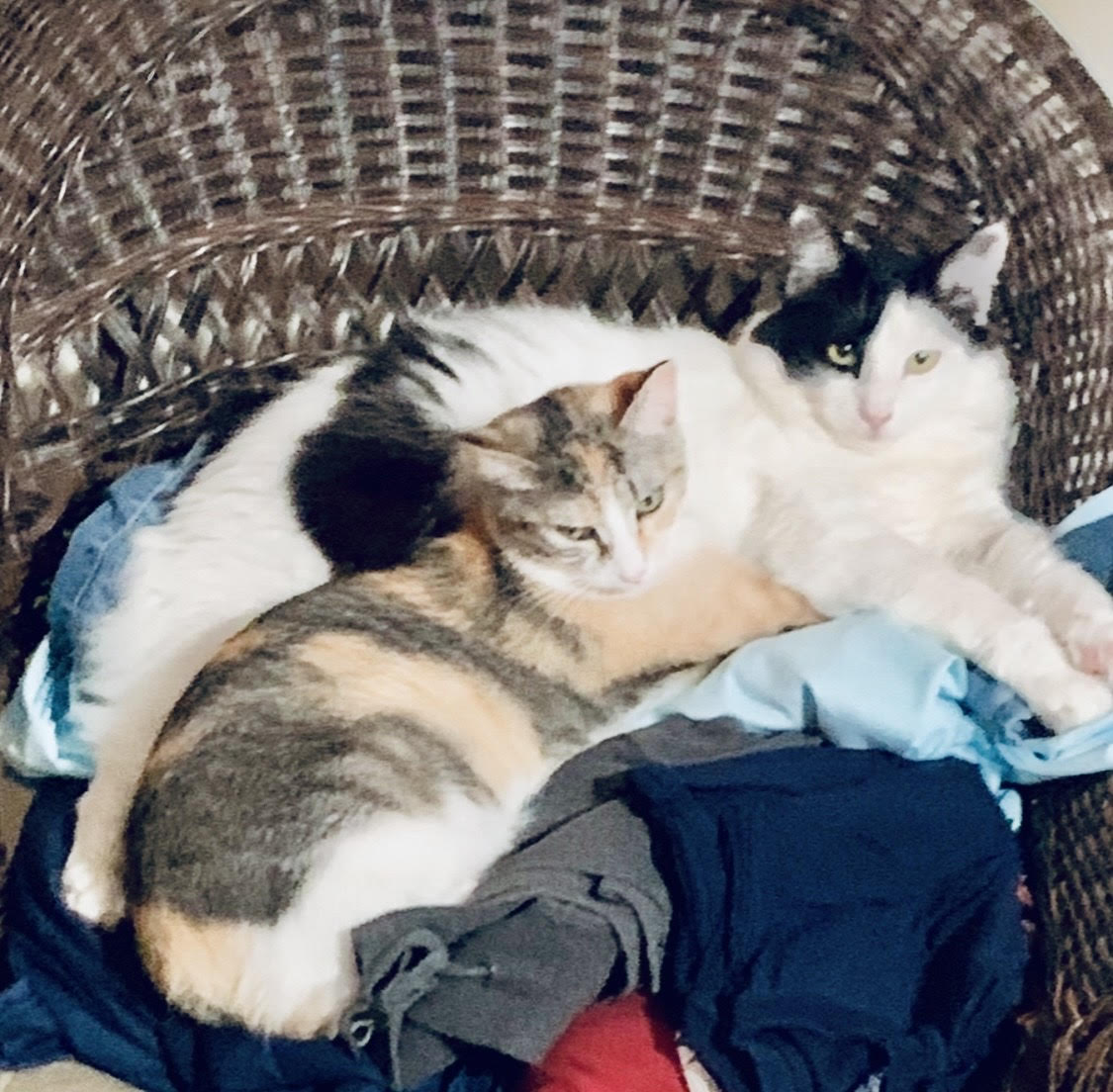 Enlarge Poncho and Cardi, a Adoptable Domestic Medium Hair in Holly, MI image 5/6