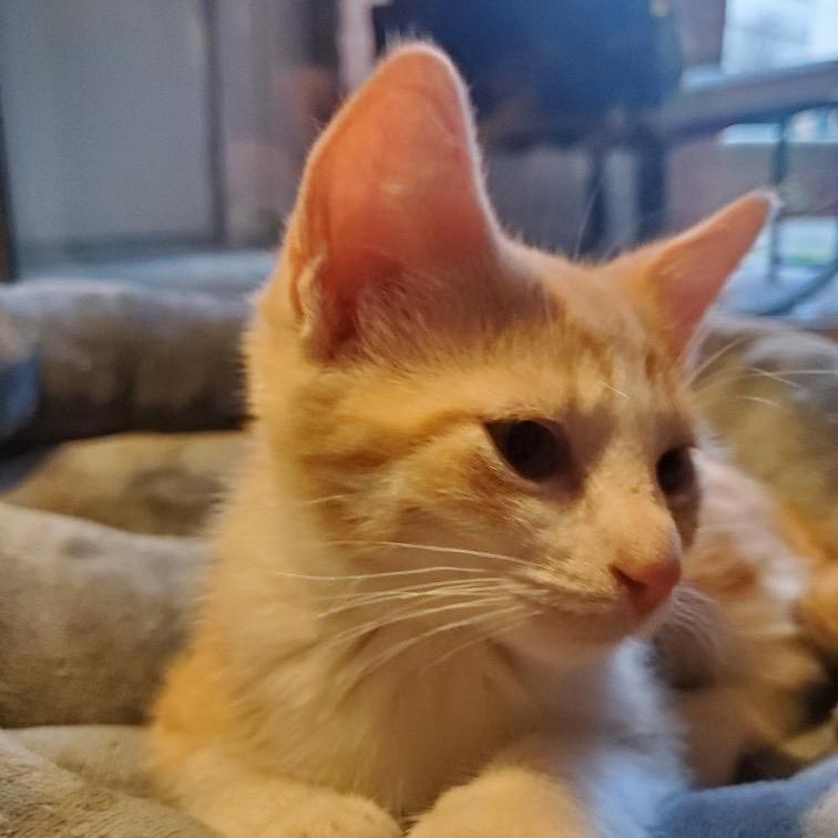 Salvador & Pablo, Adoptable, Kitten Male Domestic Short Hair.