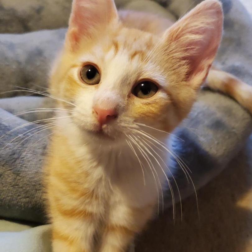 Enlarge Salvador & Pablo, a Adoptable Domestic Short Hair in Silver Spring, MD image 2/6