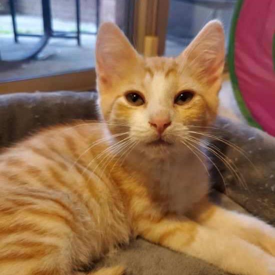 Enlarge Salvador & Pablo, a Adoptable Domestic Short Hair in Silver Spring, MD image 3/6