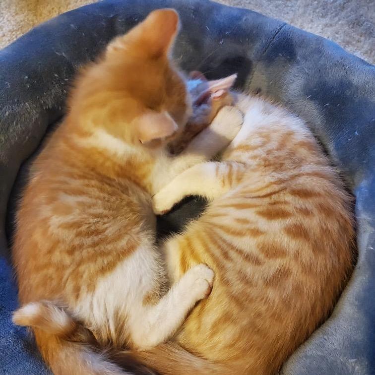 Enlarge Salvador & Pablo, a Adoptable Domestic Short Hair in Silver Spring, MD image 5/6