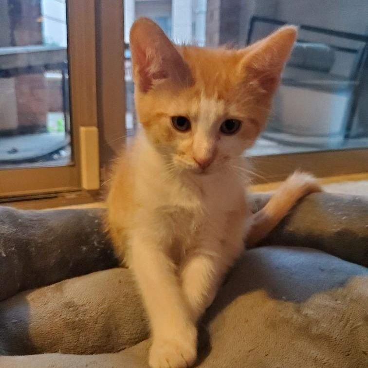 Enlarge Salvador & Pablo, a Adoptable Domestic Short Hair in Silver Spring, MD image 6/6