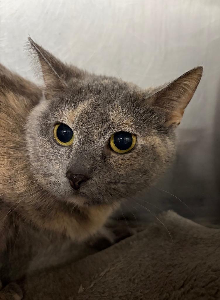Enlarge Tortellini, a Adoptable mixed breed in Huntington, IN image 1/2