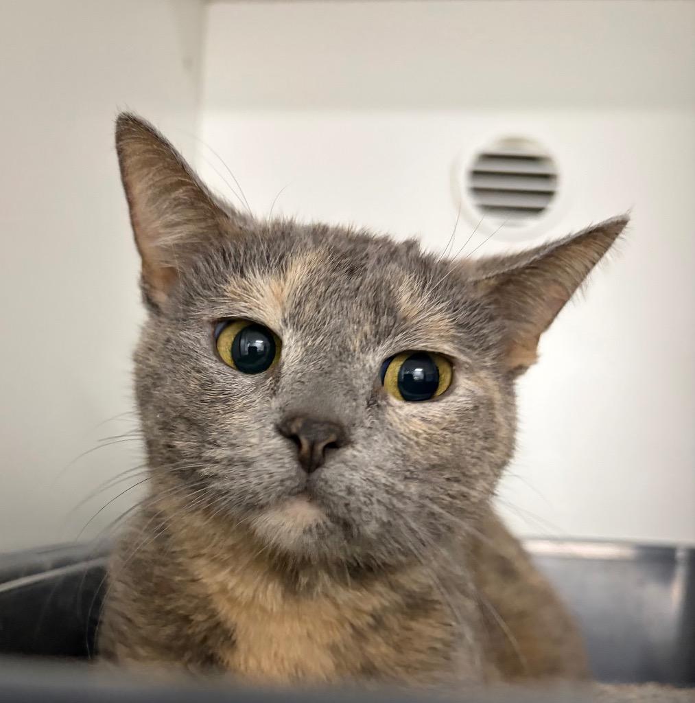 Enlarge Tortellini, a Adoptable mixed breed in Huntington, IN image 2/2