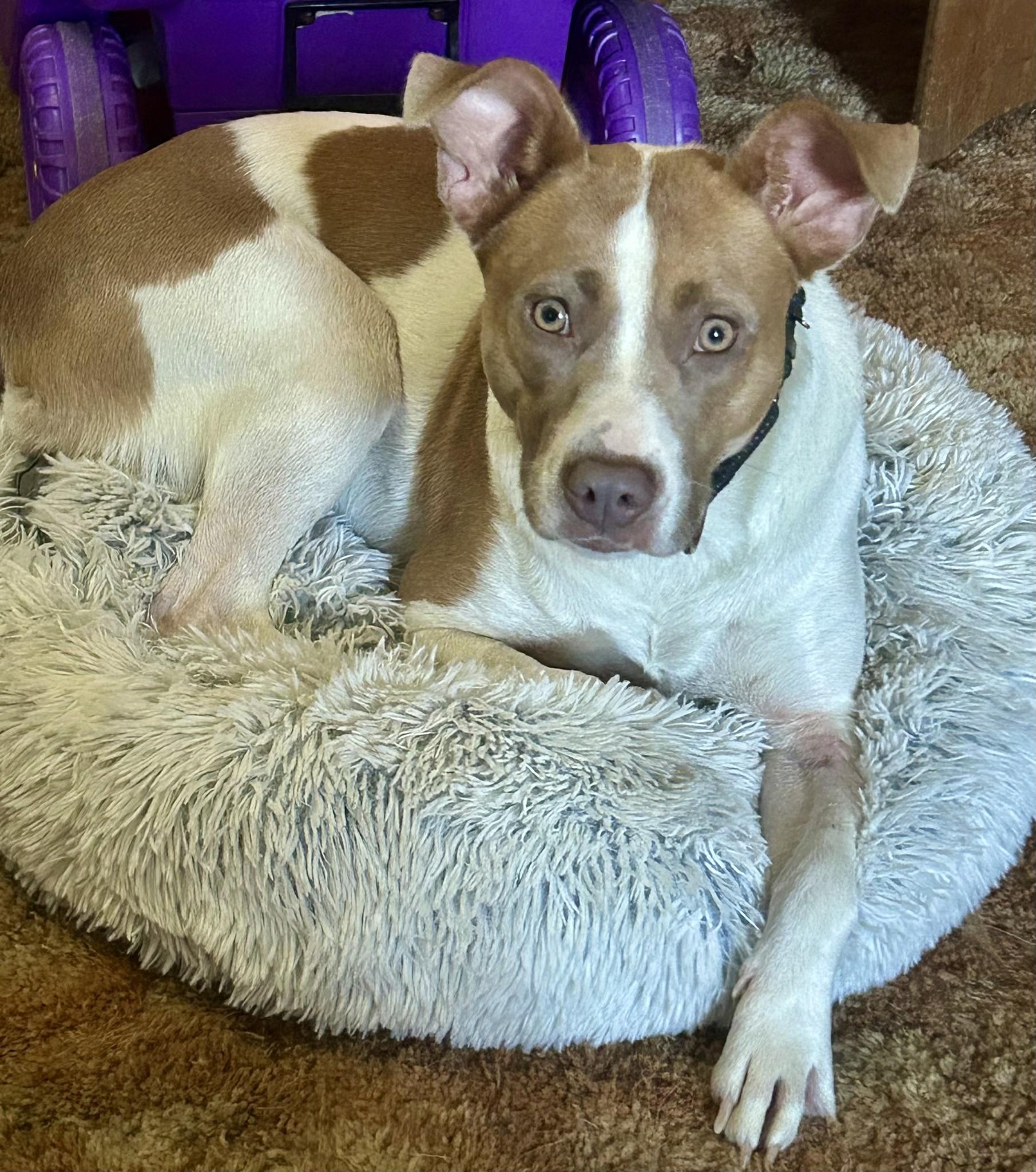 Enlarge Hazel, a Adoptable mixed breed in Libertyville, IL image 1/5