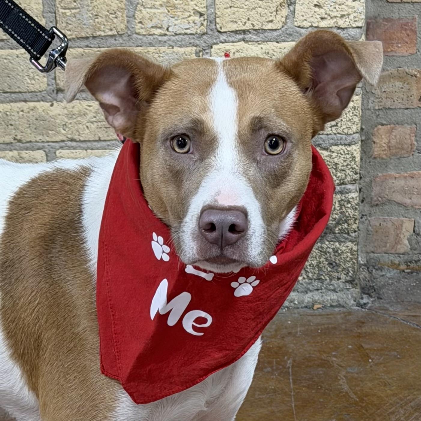 Enlarge Hazel, a Adoptable mixed breed in Libertyville, IL image 2/5