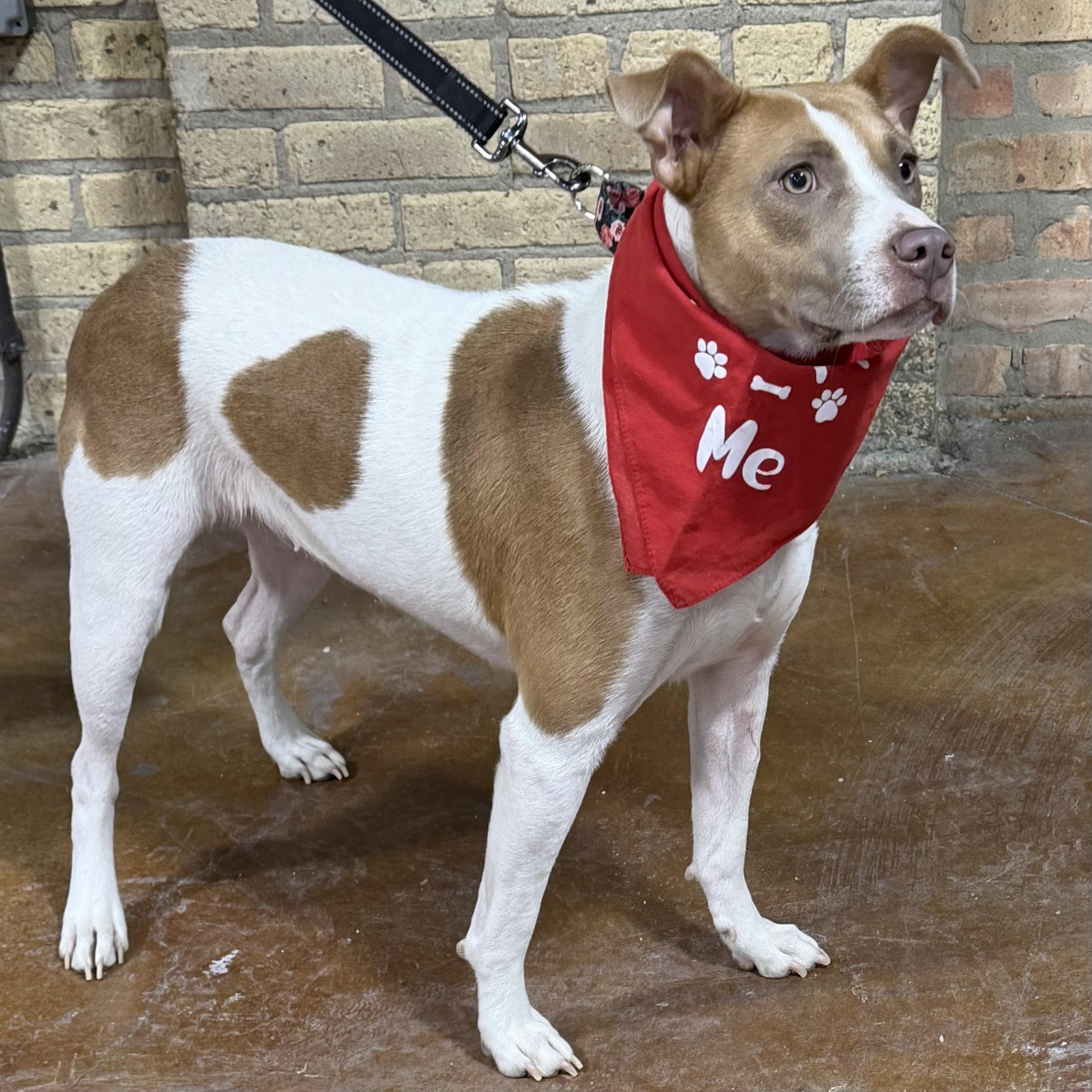 Enlarge Hazel, a Adoptable mixed breed in Libertyville, IL image 3/5